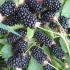 Blackberry black butte (crni beat): opis sorte, zimska otpornost, njega, obrezivanje